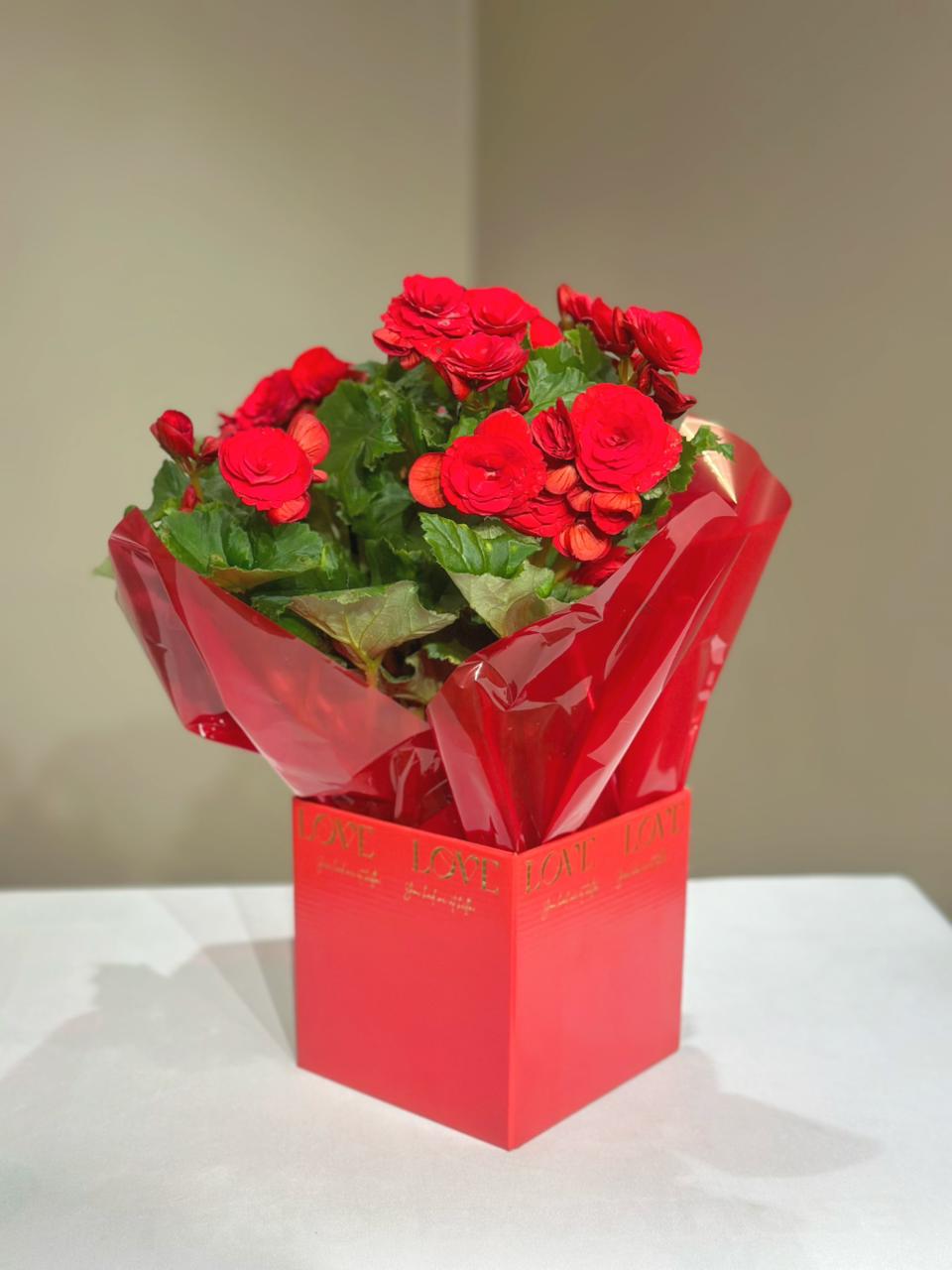 BEGONIA NO CACHEPOT