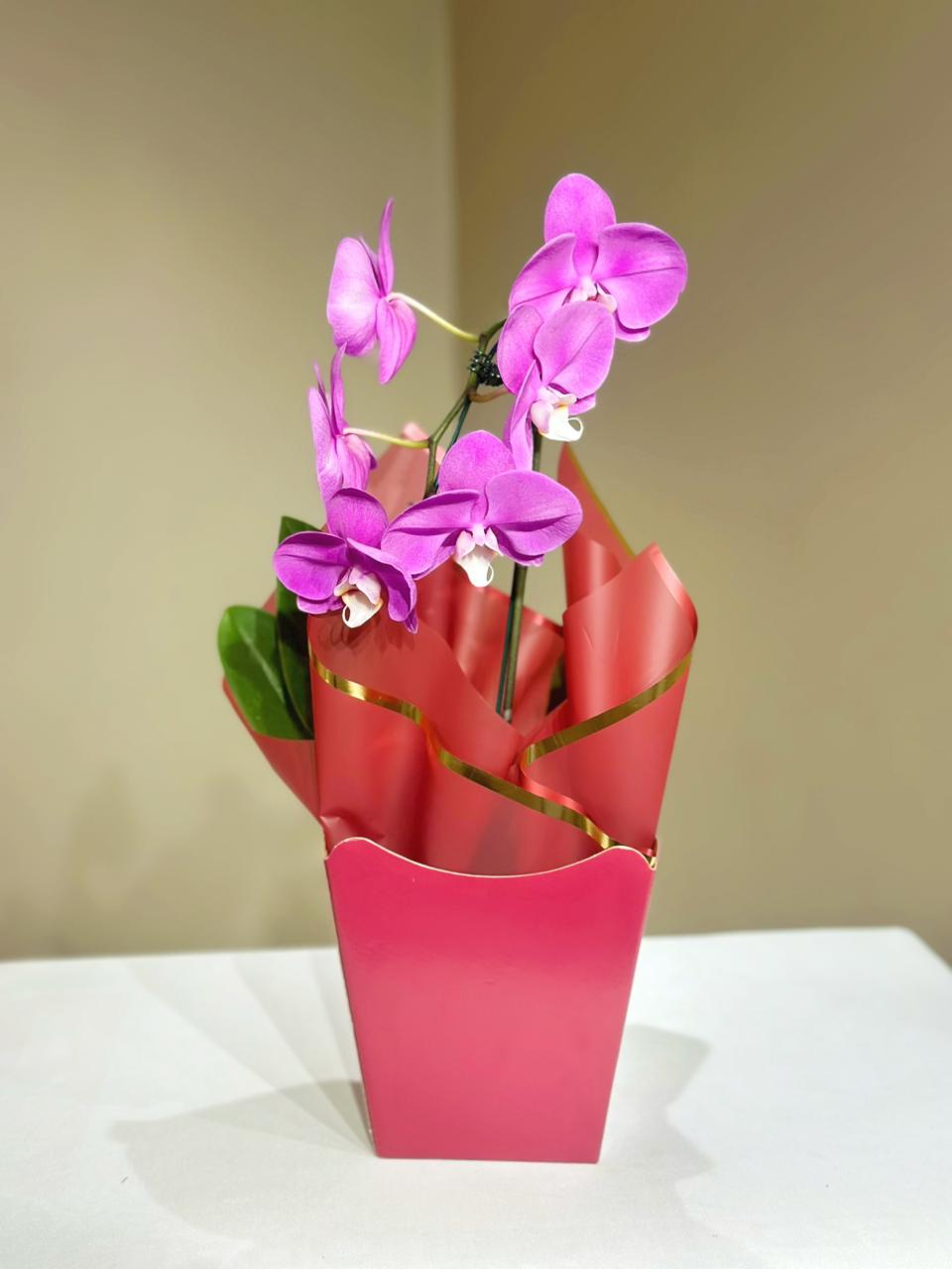 ORQUIDEA NO CACHEPOT
