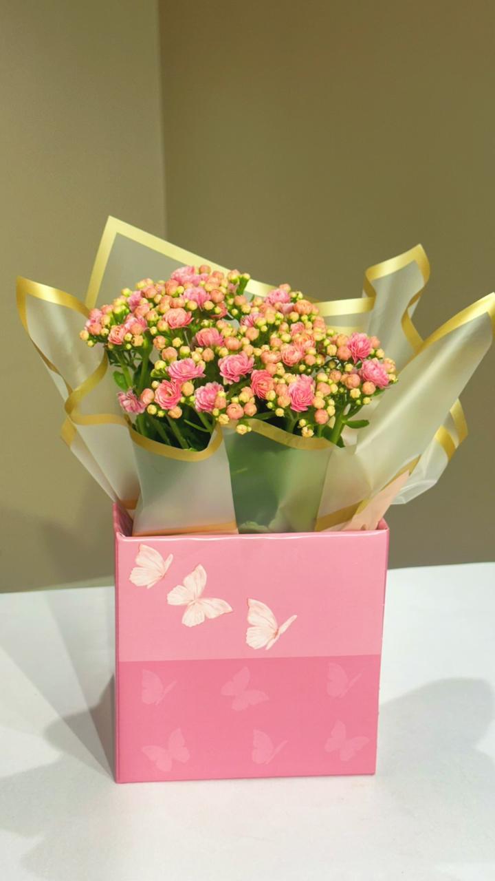 KALANCHOE NO CACHEPOT - LINHA DO�URA